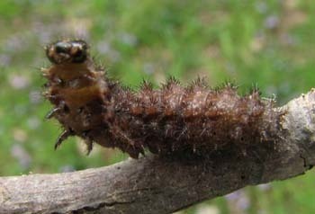 Pearl Crescent, photo 3 of 10