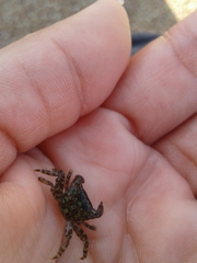 Pachygrapsus