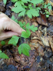 Xanthorhiza simplicissima