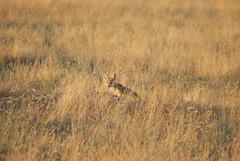 Vulpes macrotis mutica