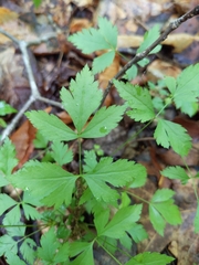 Xanthorhiza simplicissima