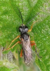 Tenthredo atra