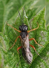 Tenthredo atra