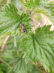 Tenthredo atra