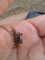 Pachygrapsus