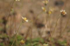 Tridax procumbens
