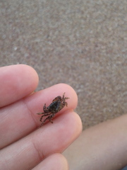 Pachygrapsus