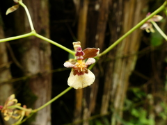 Cyrtochiloides