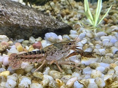Procambarus zonangulus