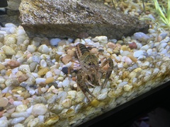 Procambarus zonangulus