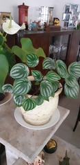 Peperomia argyreia