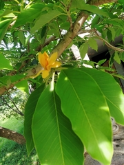 Magnolia champaca