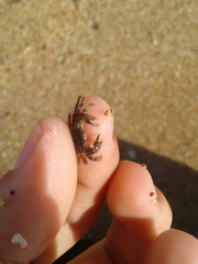 Pachygrapsus