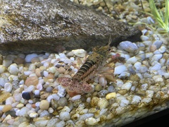 Procambarus zonangulus