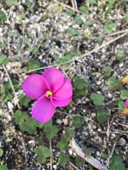 Oxalis eckloniana-nidulans