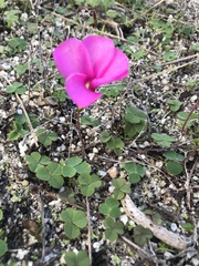 Oxalis eckloniana-nidulans