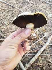 Agaricus moronii