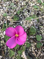 Oxalis eckloniana-nidulans