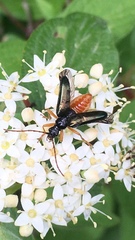 Rhagiini