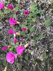 Oxalis eckloniana-nidulans