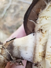 Agaricus moronii