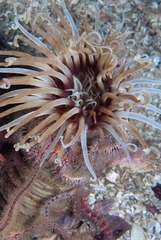 Ceriantheopsis austroafricanus