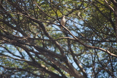 Zenaida auriculata