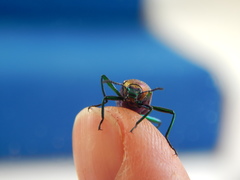 Strongylium auratum