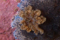 Dendrodoris caesia