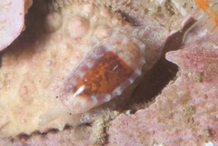 Volvarina zonata