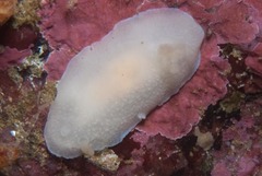 Doriopsilla capensis