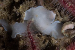 Doriopsilla capensis