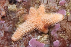 Allostichaster capensis