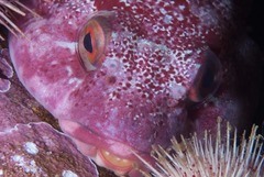 Chorisochismus dentex