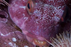 Chorisochismus dentex