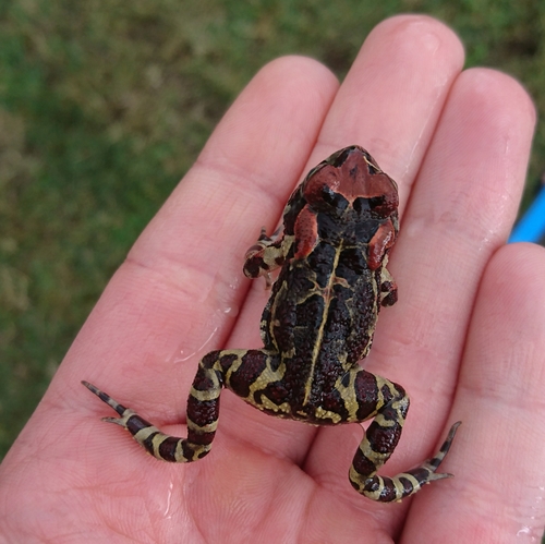 Western Leopard Toad, Pearl Valley Golf Estate and Spa, 7646, South Africa, photo 10 of 10