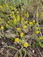Odontarrhena tortuosa, photograph Анна Митрошенкова, CC BY, iNaturalist via GBIF