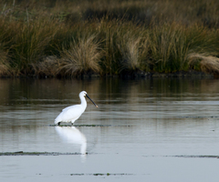Platalea leucorodia