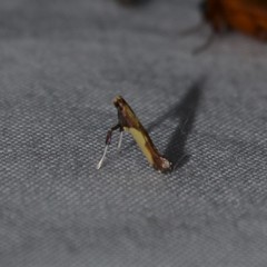 Caloptilia superbifrontella