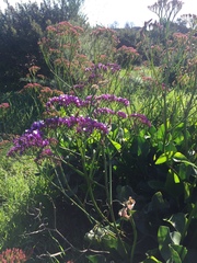 Limonium perezii