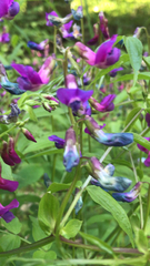 Lathyrus vernus