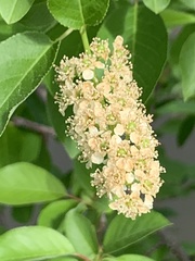 Prunus virginiana