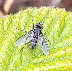 Gastrolepta anthracina