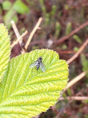 Gastrolepta anthracina