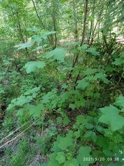 Ribes spicatum hispidulum