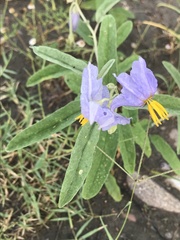 Solanum elaeagnifolium