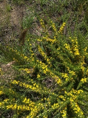 Aspalathus spinosa spinosa