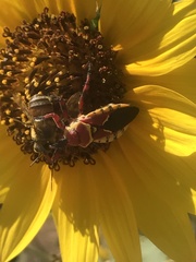 Apiomerus flaviventris