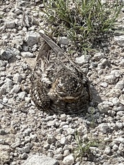 Chordeiles acutipennis