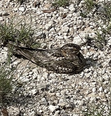 Chordeiles acutipennis